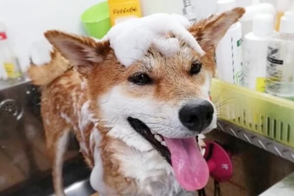 ペットショップマーチ　黒部店