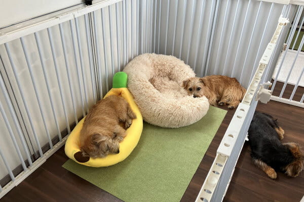 ペットホテル どんぐり