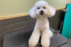 ドッグトレーニング FUGUE