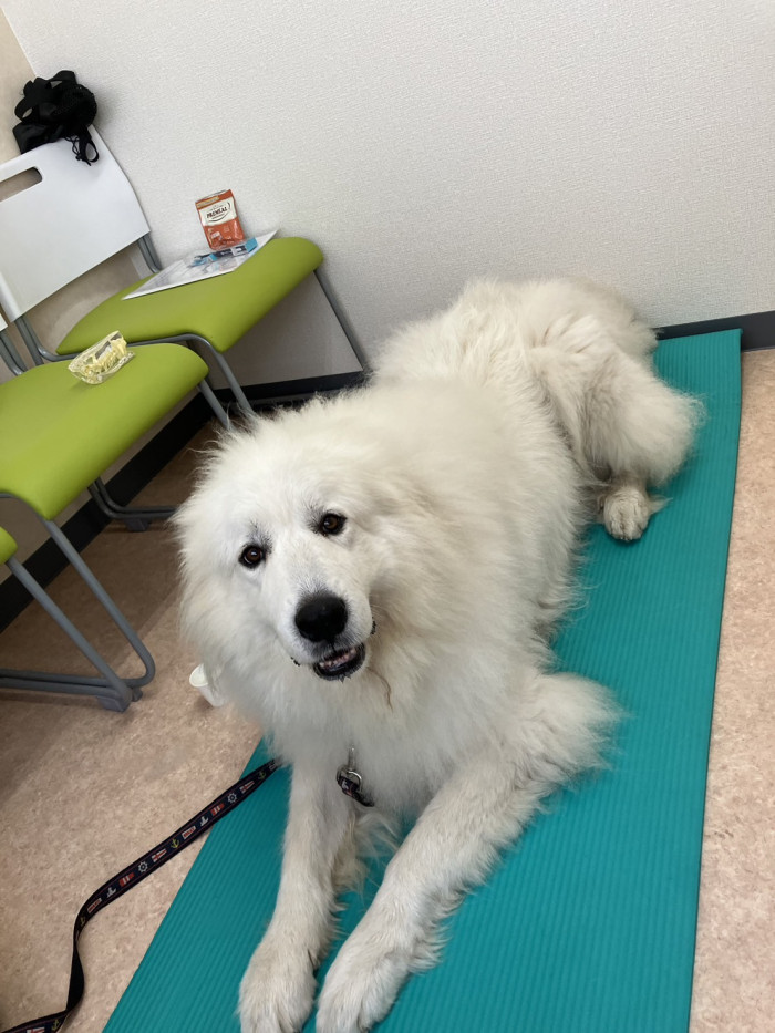 犬の歯磨きサロン Dog★First