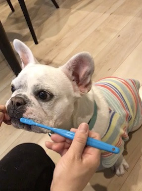 犬の歯磨きサロン Dog★First