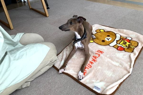 ドッグスクールわん！ステップ