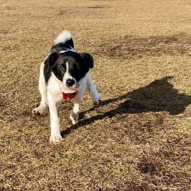 Dog Esse アフェクション・トレーニング【出張専門】