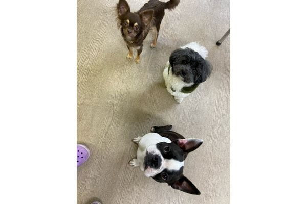 わんちゃんのしつけとアロマ HappyHeart