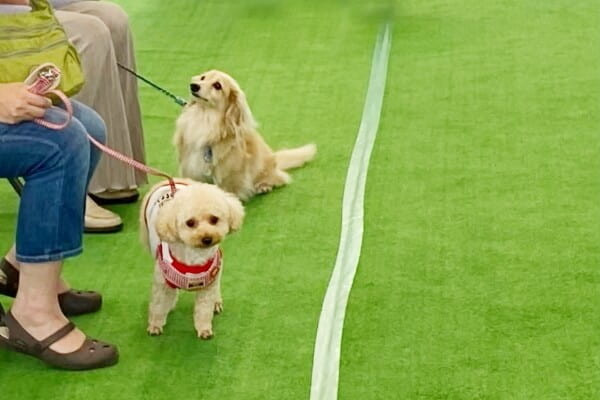 WIZ-DOG CLUBカインズ高槻店