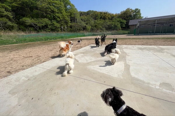 ドッグトレーニング FUGUE