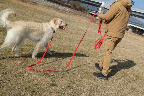 ドッグスクールいと