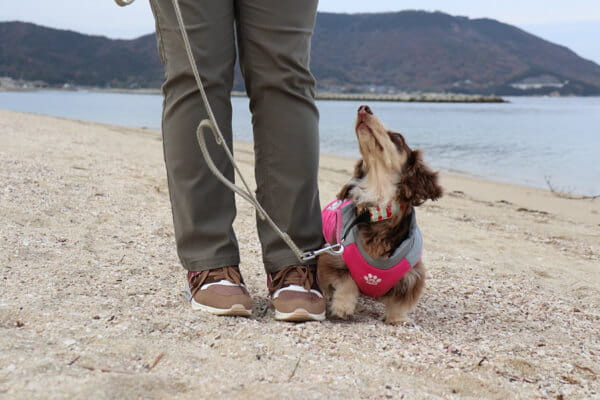 ドッグスクールいと