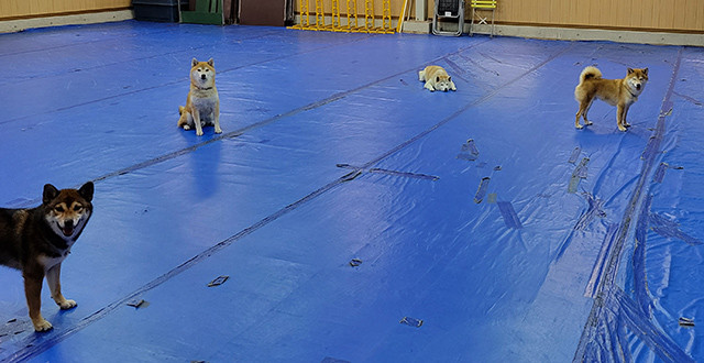 ノイマンドッグスクール