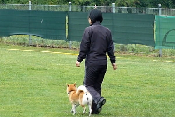 ノイマンドッグスクール