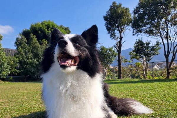 橋本ドッグスクール