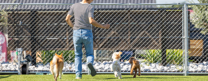 いぬのほいくえん さくらっく