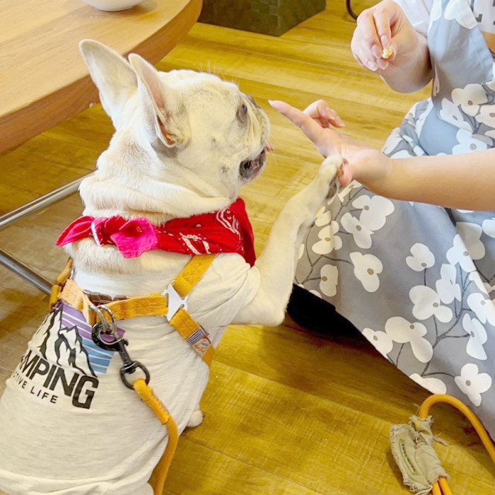 Dog station hakobune