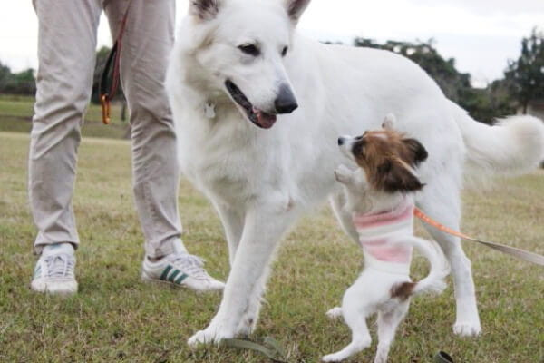 ドッグスクール WAN UP