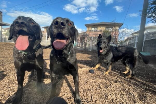 ベリーのおうち