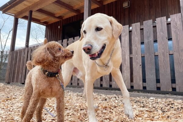 ベリーのおうち