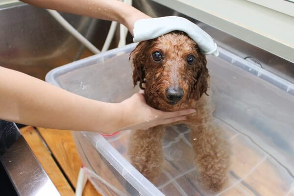 ドッグケアハウス モトマチ