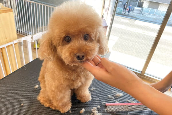 あんどDOG 横浜本店