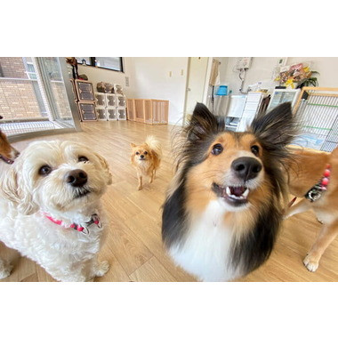 あんどDOG 横浜本店