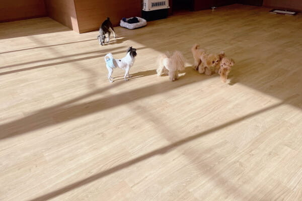 Timru 〜dog salon〜