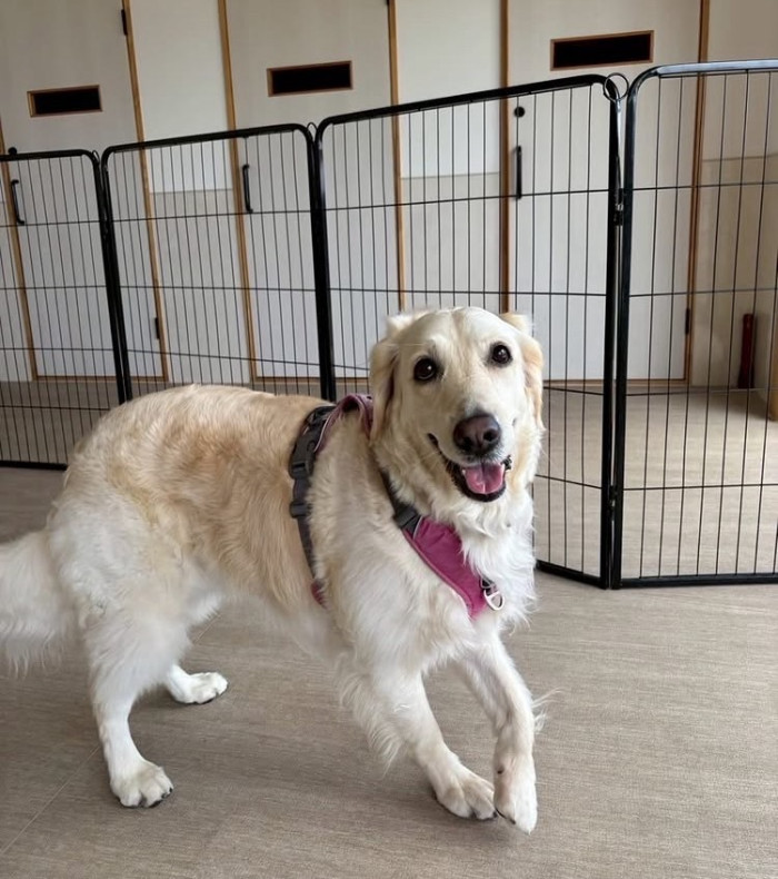 軽井沢犬のほいくえんVita 佐久浅間校
