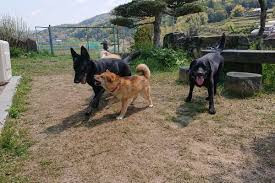 ひのか愛犬警察犬訓練所