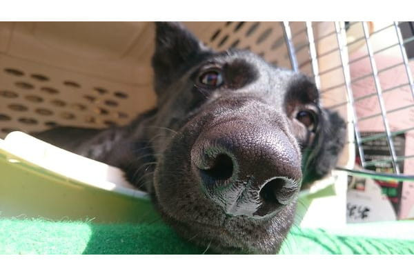 ひのか愛犬警察犬訓練所