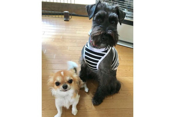 わんこの教室しっぽのじかん