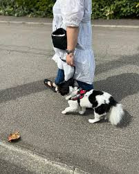 わんこの教室しっぽのじかん