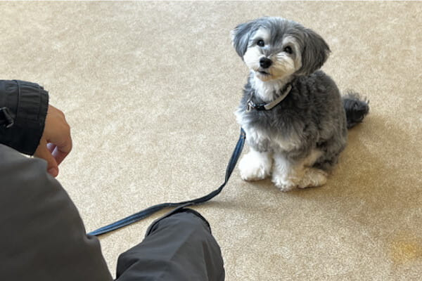 ドッグスクールシェリー 内山校