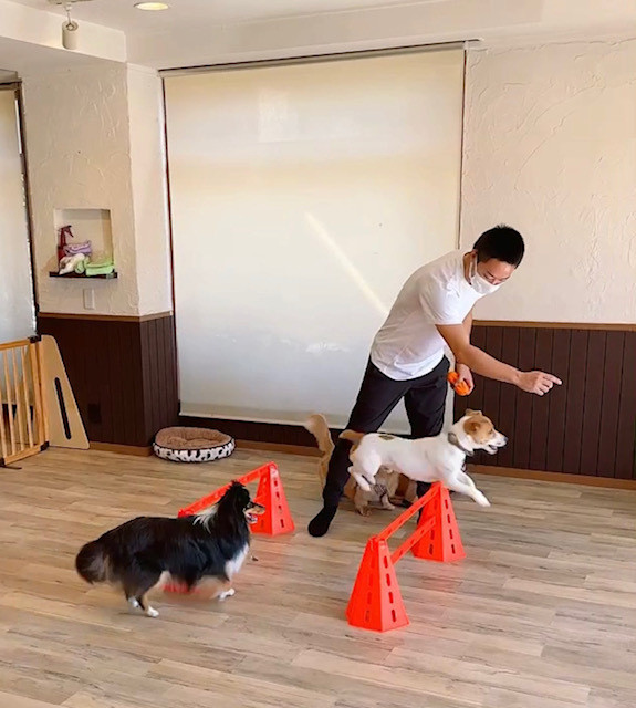 Timru 〜dog salon〜