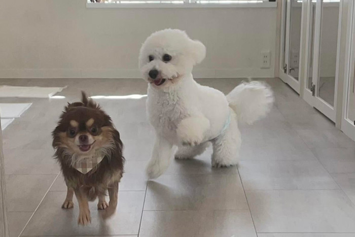 Apple Audrey 幼稚園