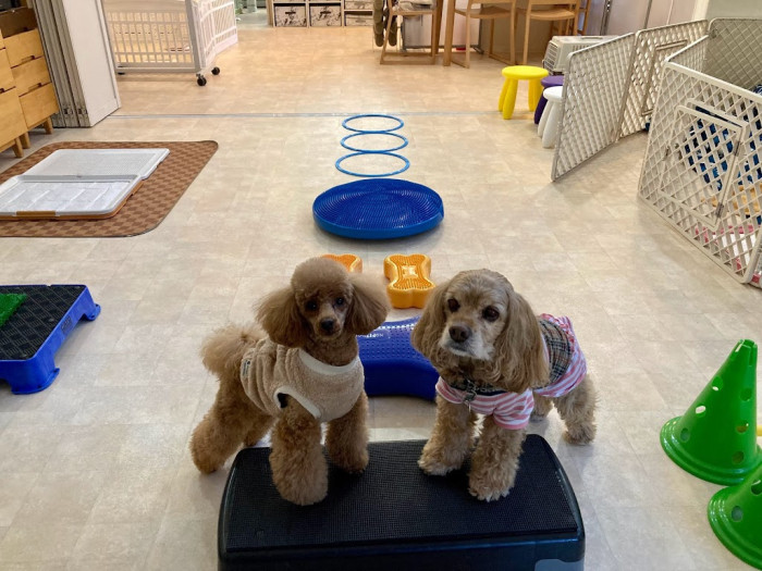 プアララ犬の保育園KumuPua