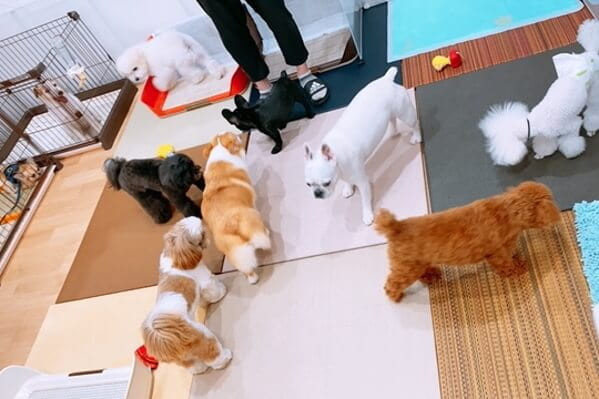 ドッグケアハウス モプティシェリ