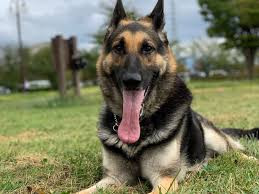 犬のようちえん めい