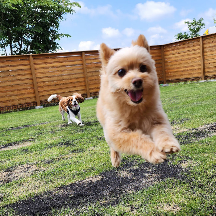 軽井沢犬のほいくえんVita 軽井沢事務所