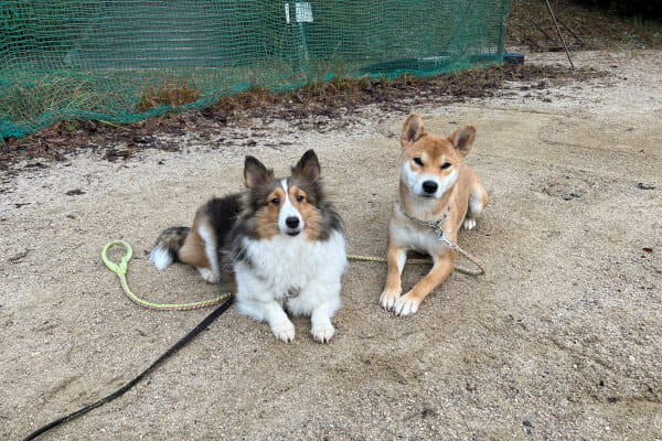 Grandir〜犬との絆〜