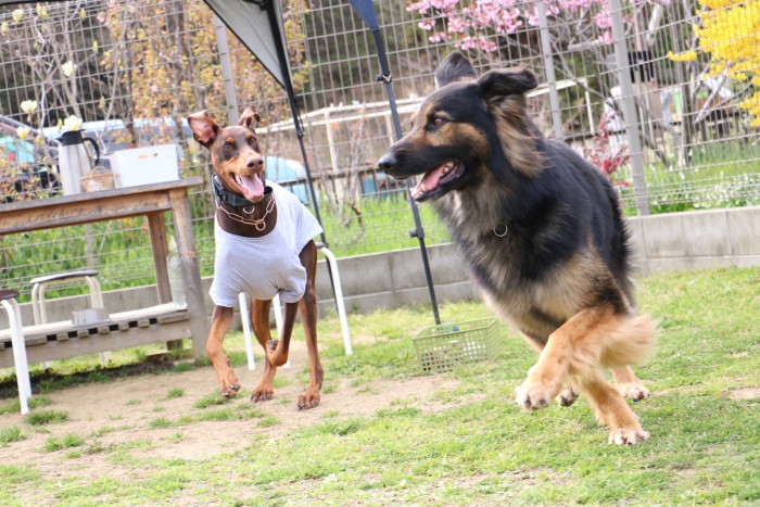 ドッグスクールLIKEY