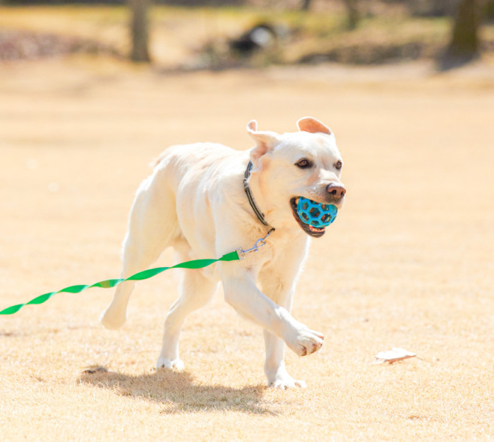 れんこんドッグスクール【出張専門】
