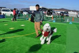 Okayama Fairy Dog School