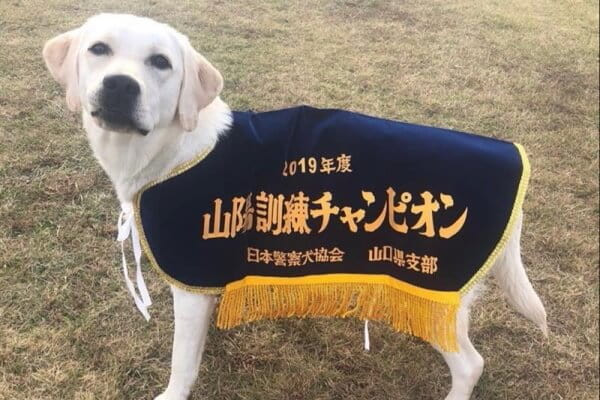 ドッグスクールSora