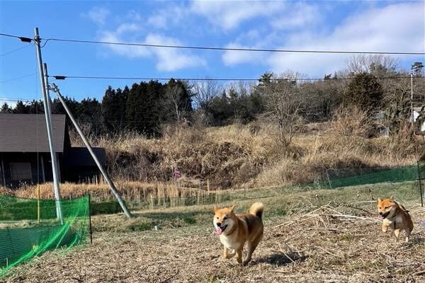 ドッグスクールSora