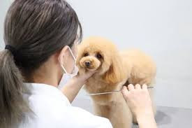 Timru 〜dog salon〜