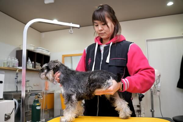 ドッグケアハウス　モプティシェリ