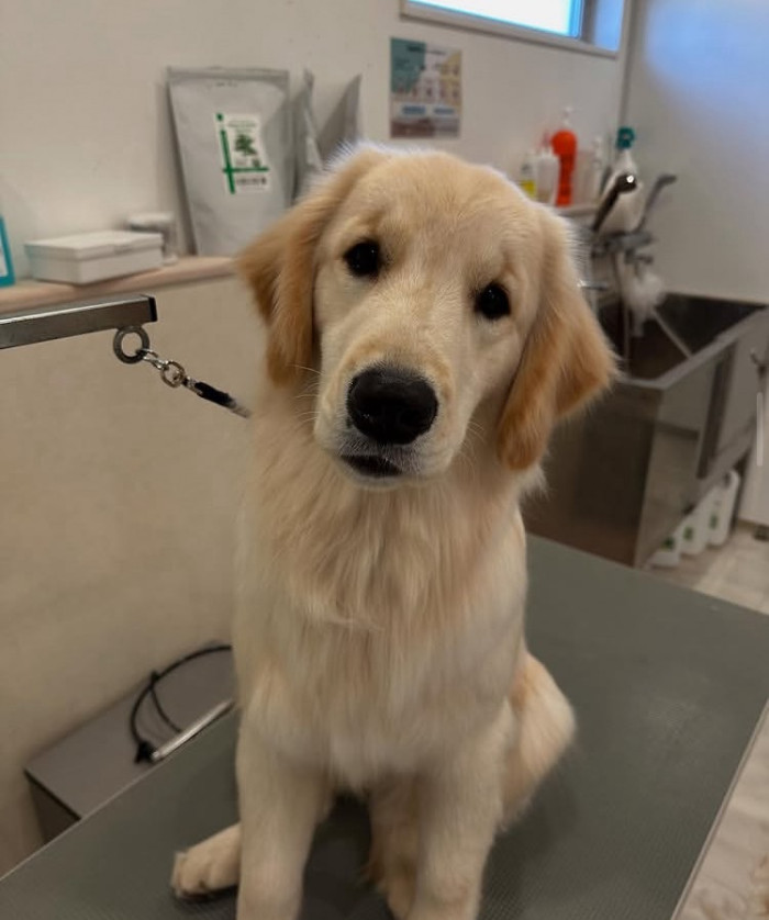 軽井沢犬のほいくえんVita 佐久浅間校