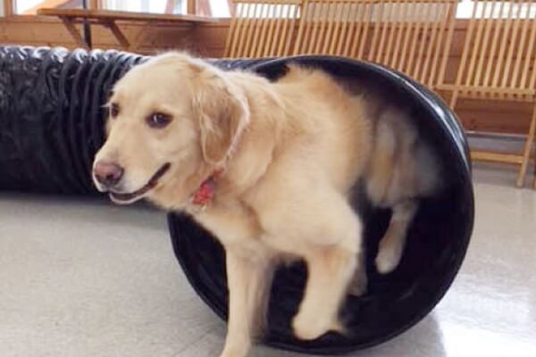 ペットショップマーチ 黒部店