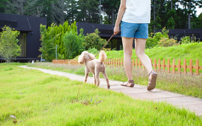 ドッグスクールHimawari【出張専門】