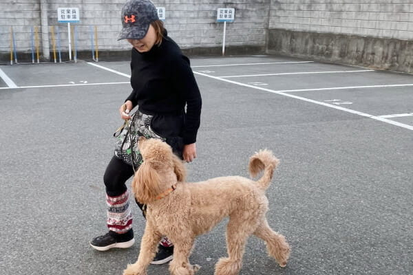 ドッグスクールHimawari【出張専門】