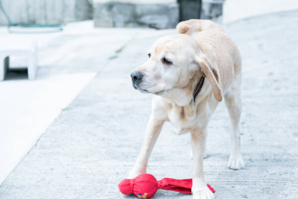 石田イヌネコ病院