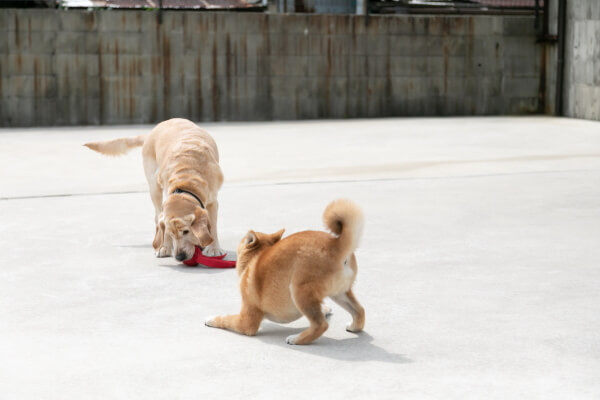 石田イヌネコ病院
